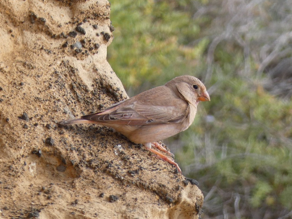 Trumpeter Finch - Vicente Tamarit Garcerá