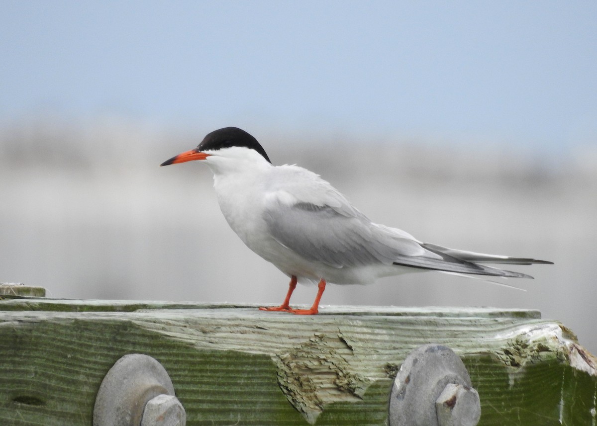 Forster's Tern - ML619679440