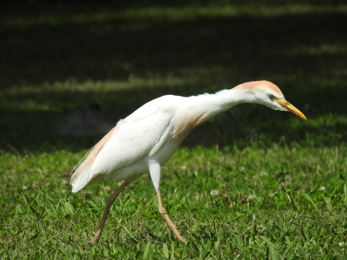 Чапля єгипетська (підвид ibis) - ML619679441