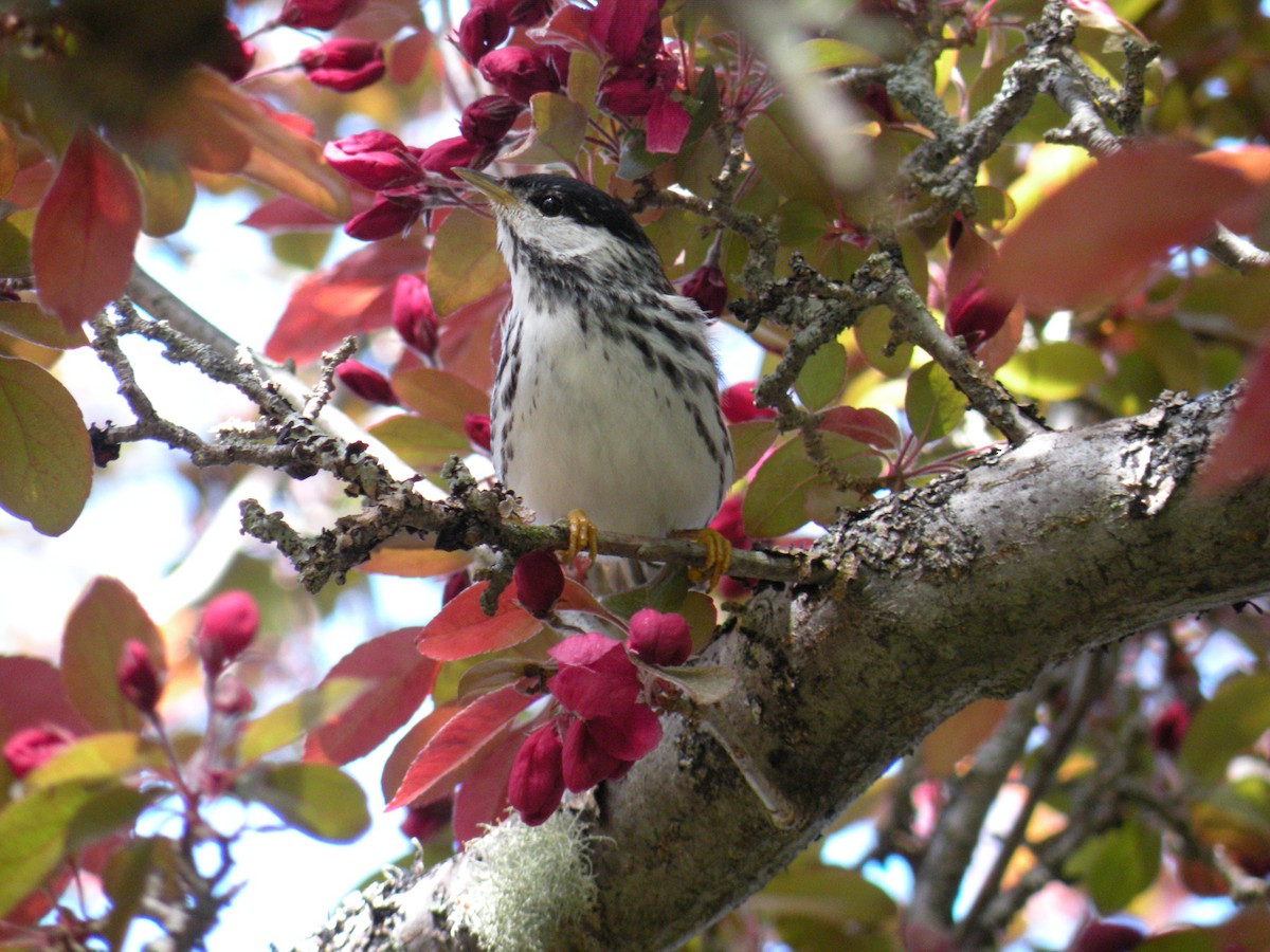 Blackpoll Warbler - ML619679455