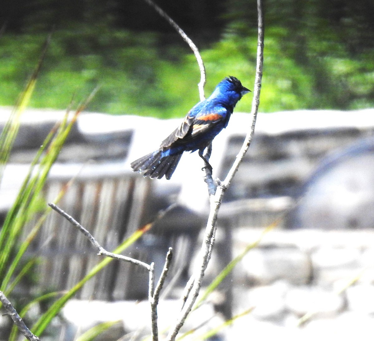 Blue Grosbeak - ML619679481