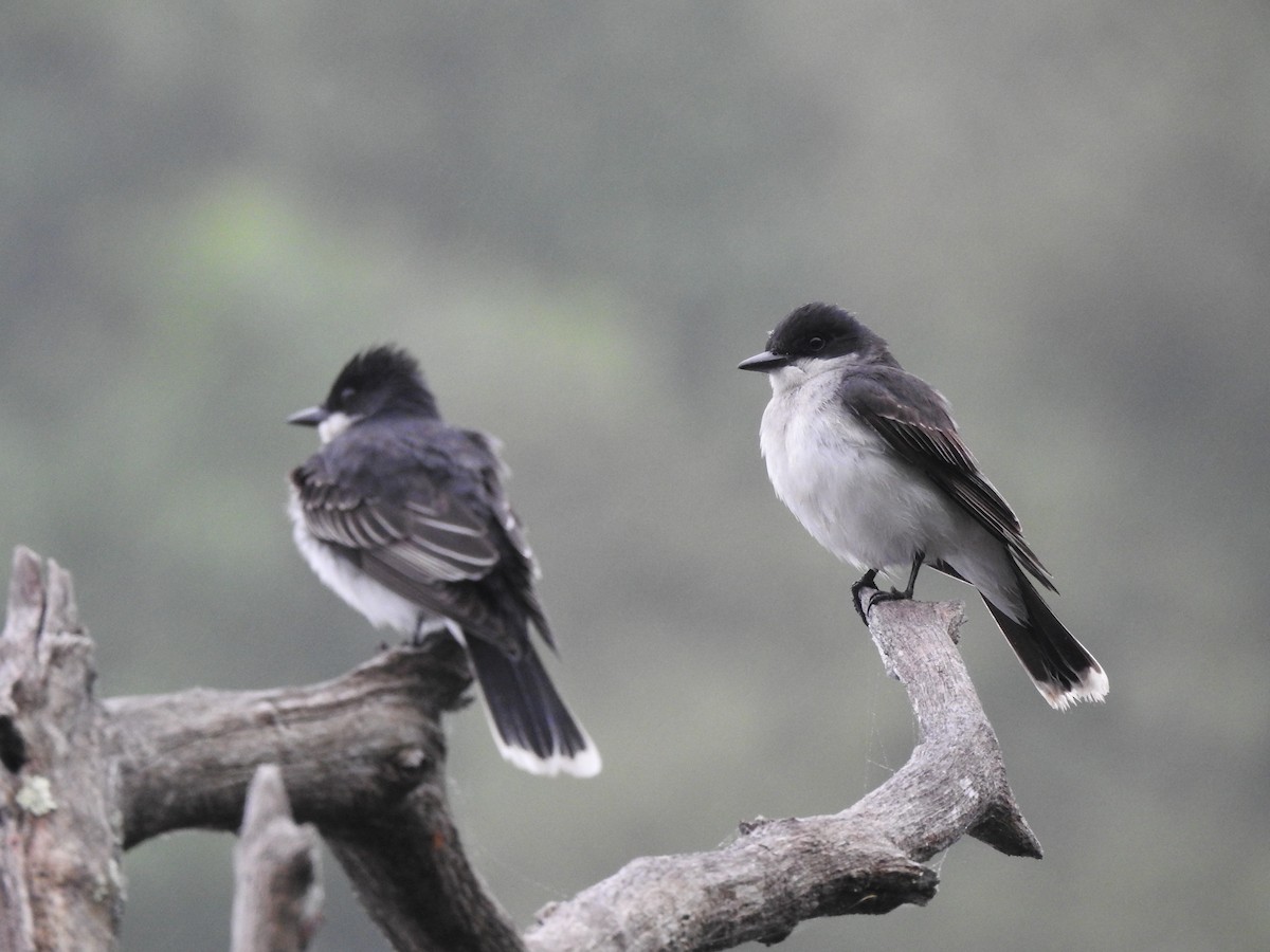 Eastern Kingbird - ML619679483