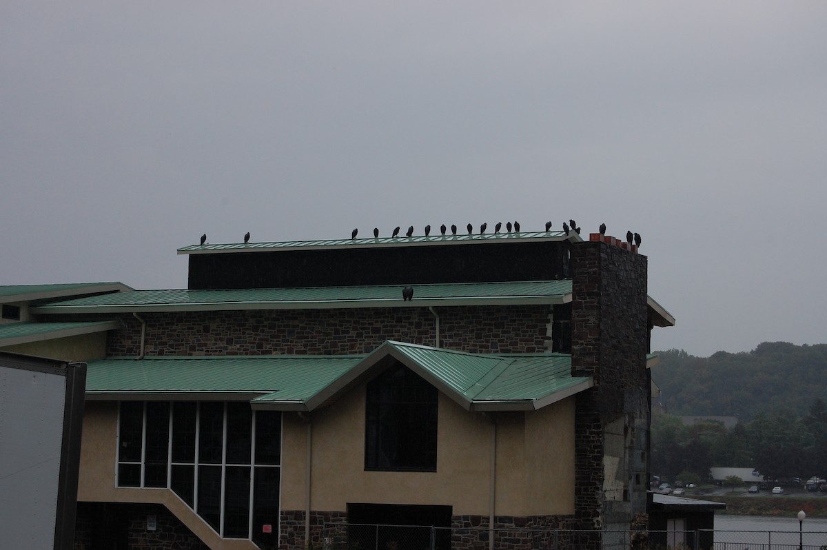 kondor havranovitý - ML619679496