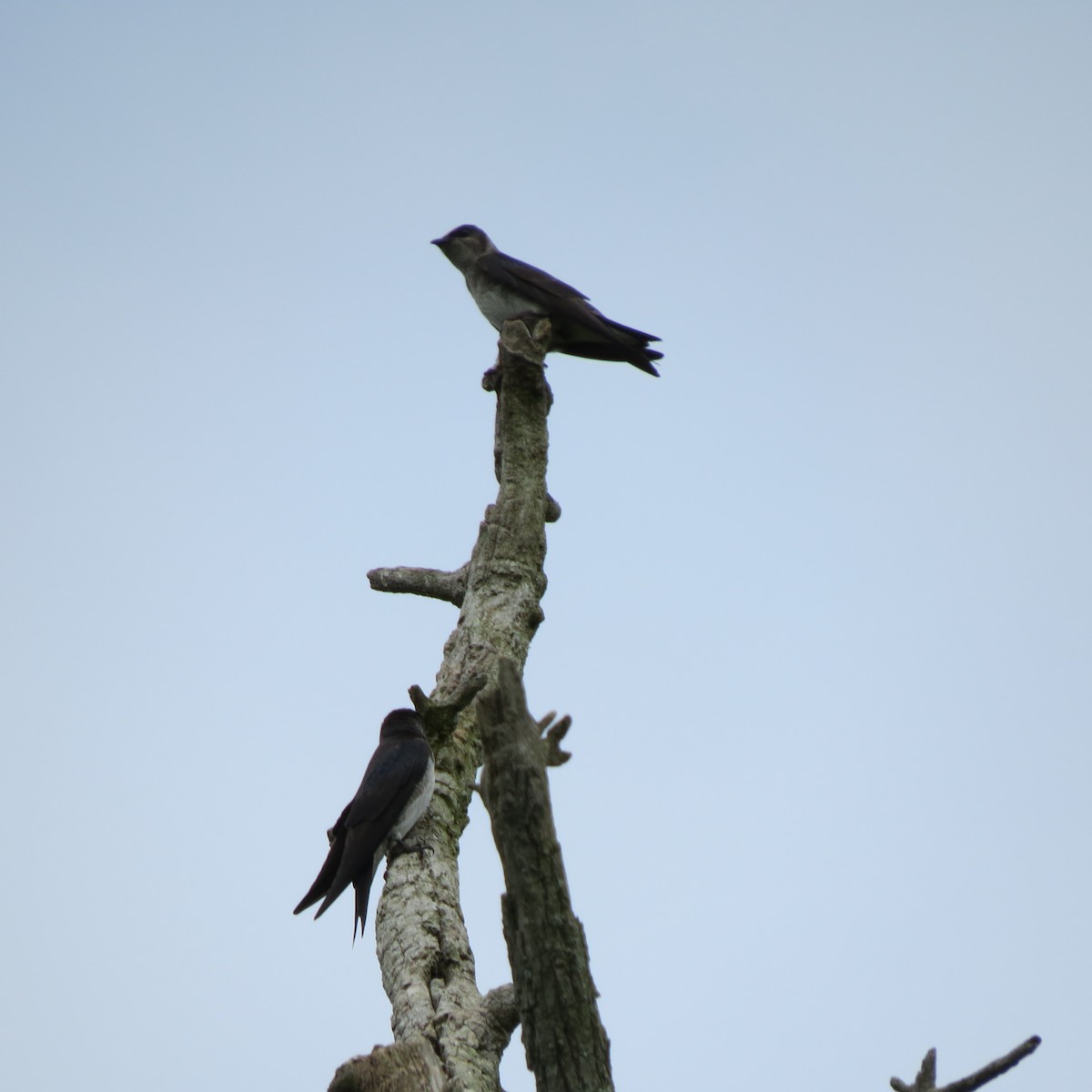 Purple Martin - ML619679497