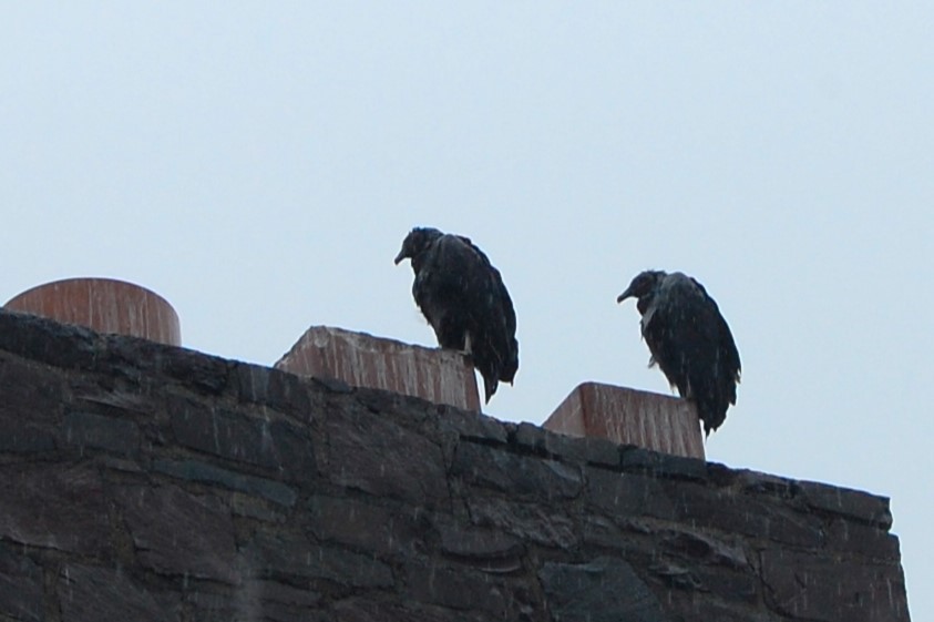 kondor havranovitý - ML619679509