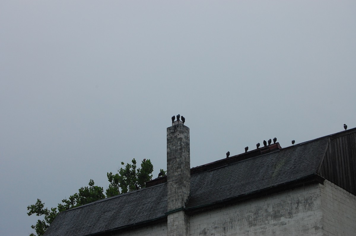 kondor havranovitý - ML619679519