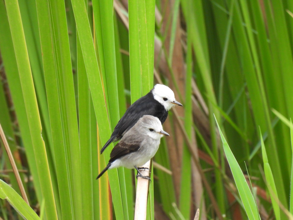 White-headed Marsh Tyrant - ML619679521