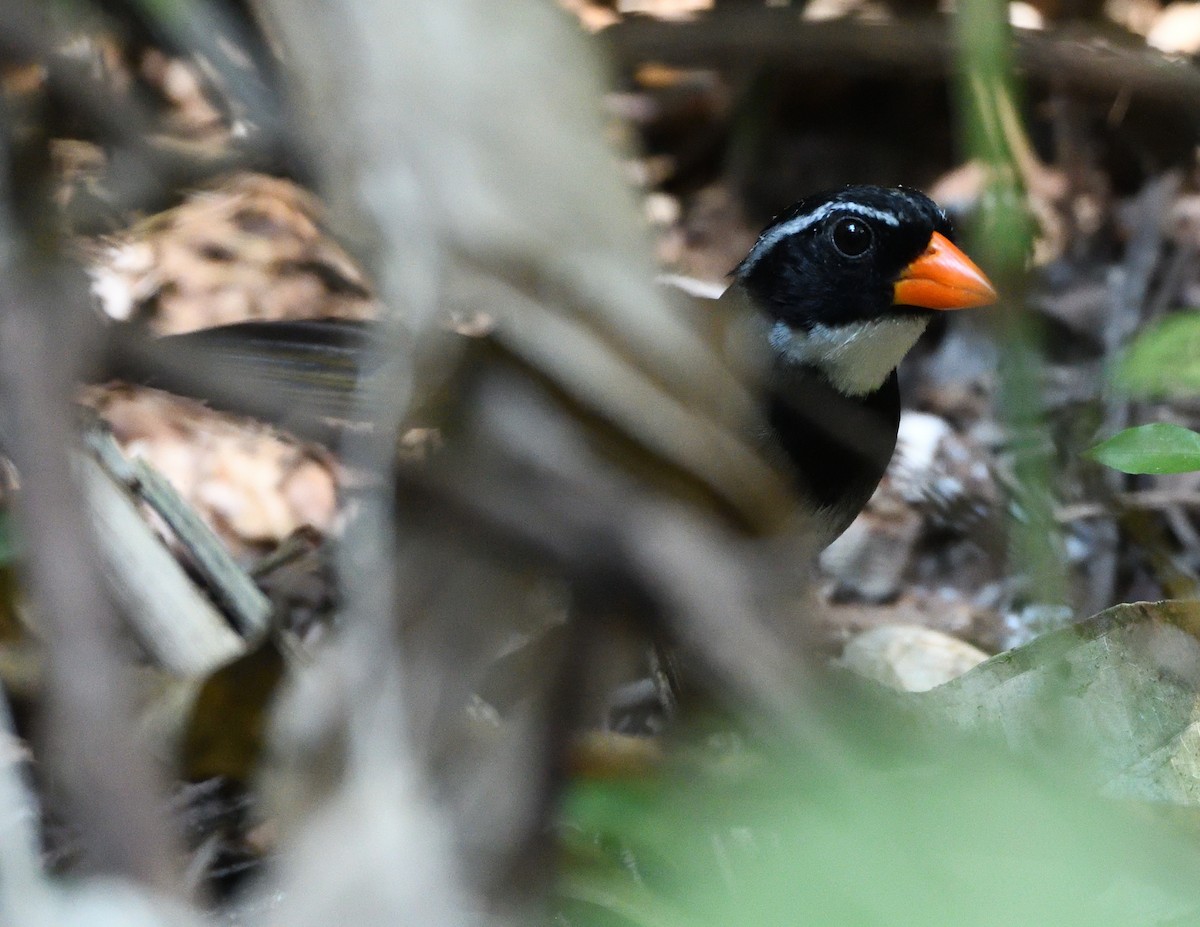 Orange-billed Sparrow - ML619679525