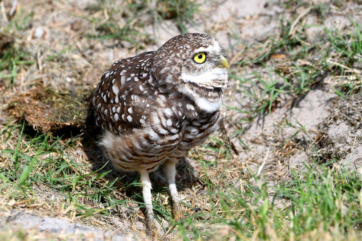 sýček králičí (ssp. floridana) - ML619679582