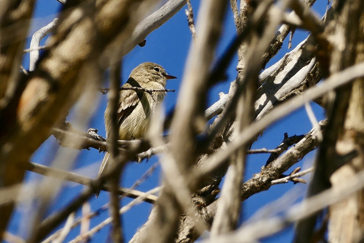 Gray Flycatcher - ML619679589