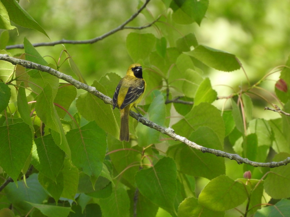 Orchard Oriole - ML619679597