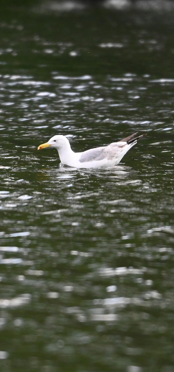 Herring/Yellow-legged Gull - ML619679599