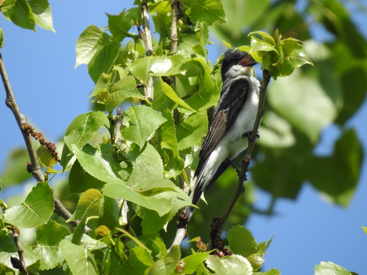 Eastern Kingbird - ML619679603