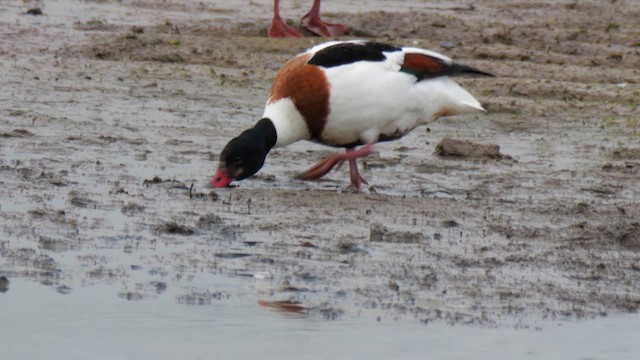 Common Shelduck - ML619679699