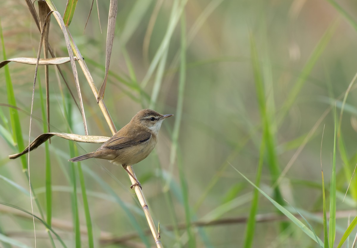 Paddyfield Warbler - ASABUL ISLAM