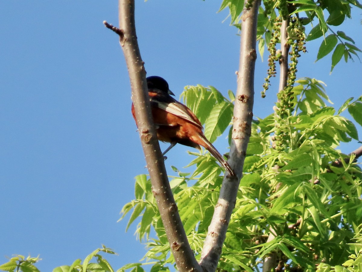 Orchard Oriole - ML619679702