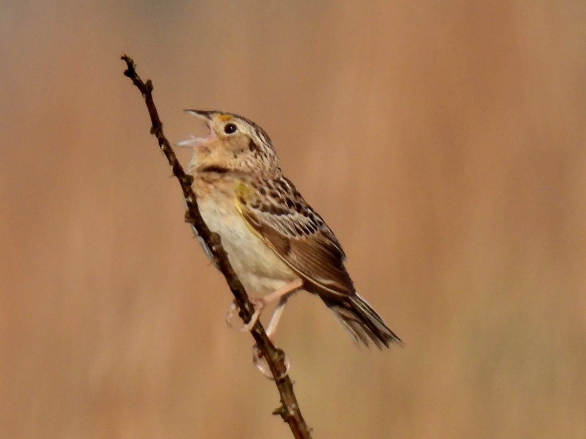 Grasshopper Sparrow - ML619679725