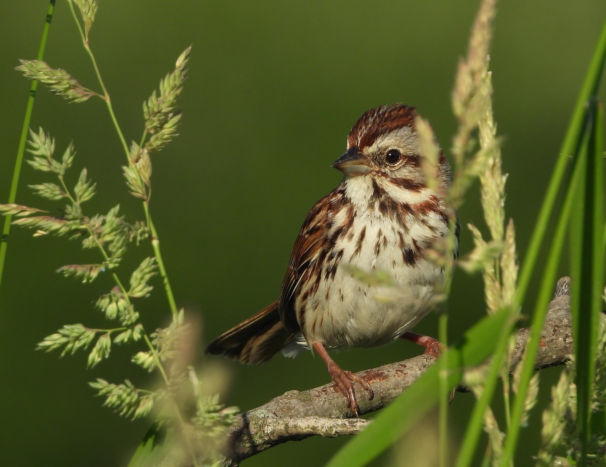 Song Sparrow - ML619679739