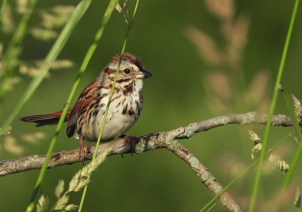 Song Sparrow - ML619679740