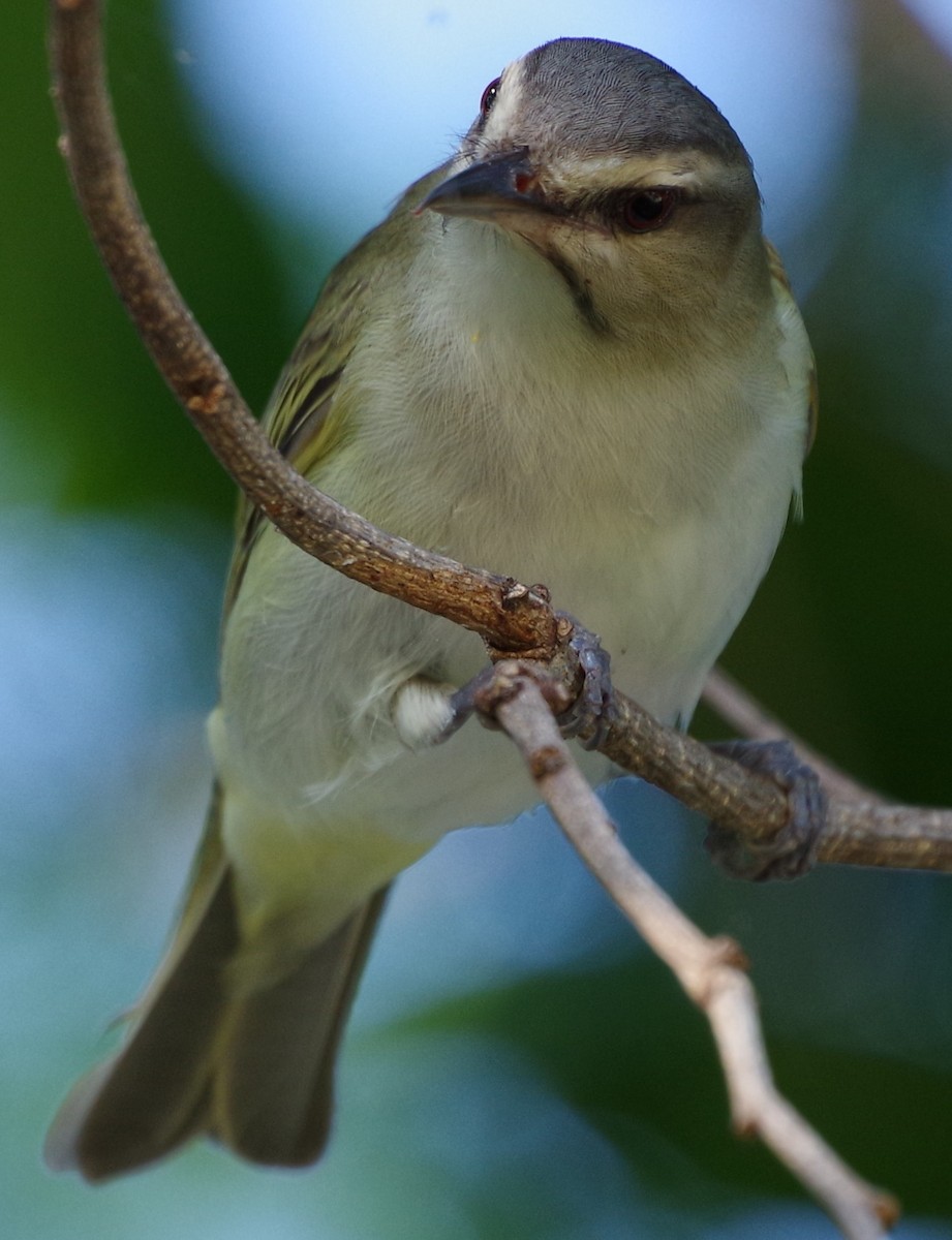 Black-whiskered Vireo - ML619679778