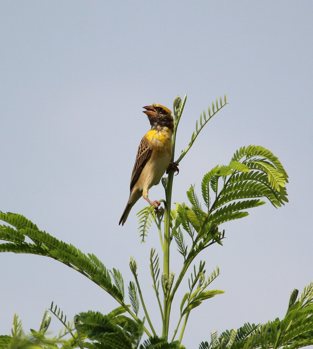 Baya Weaver - ML619679784