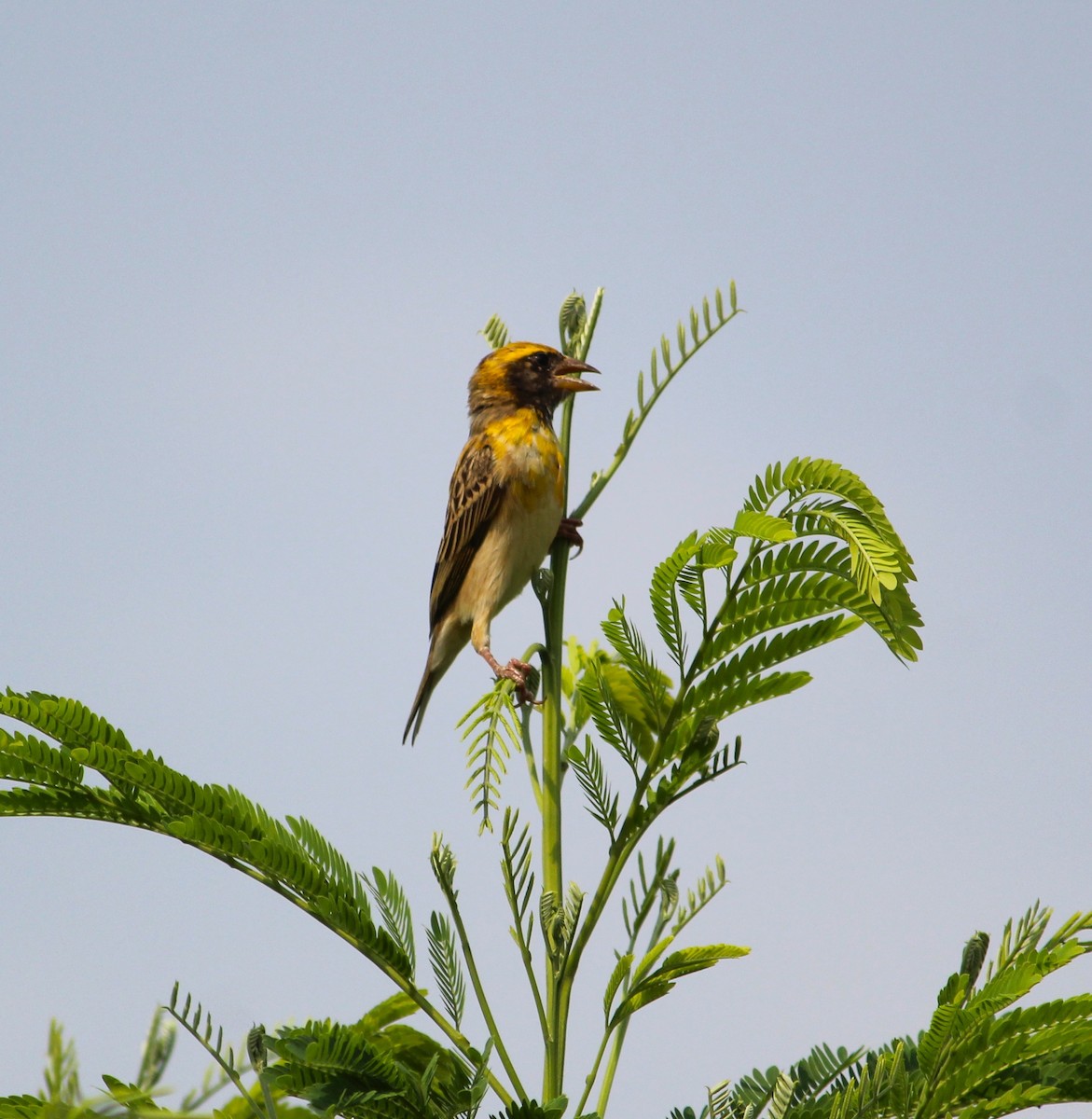 Baya Weaver - ML619679785