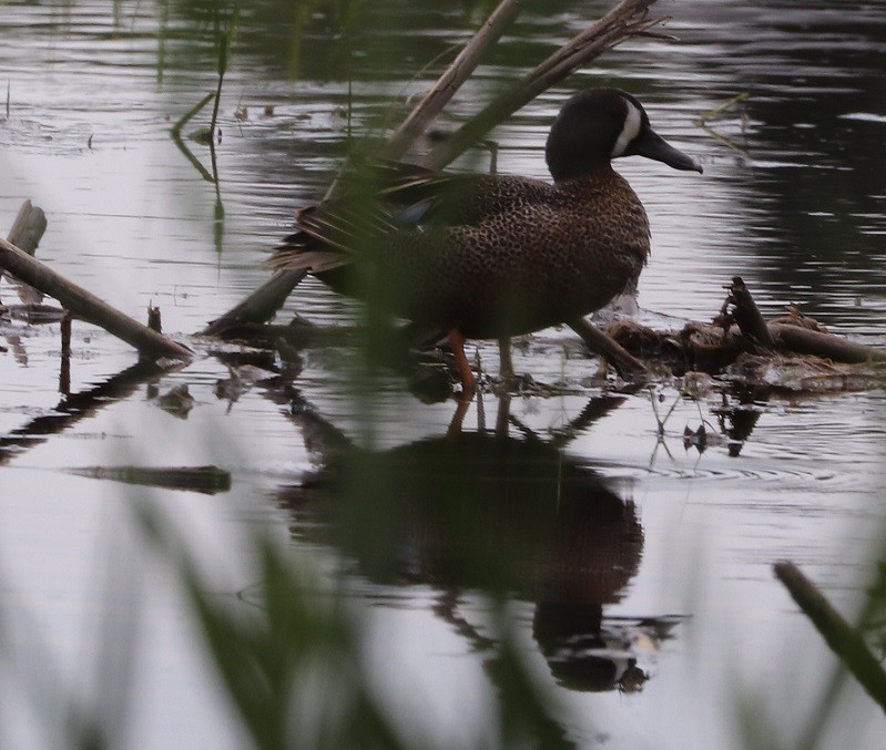 Blue-winged Teal - ML619679804