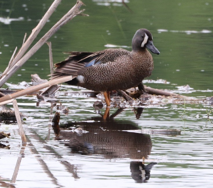 Blue-winged Teal - ML619679806