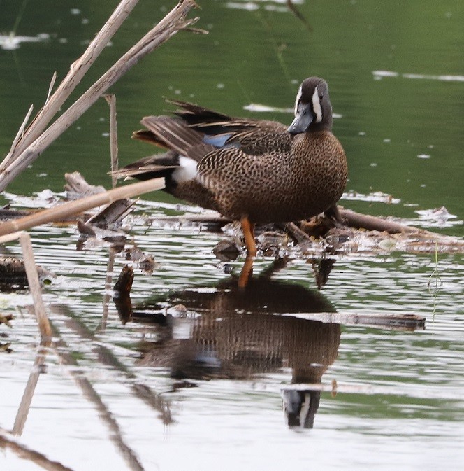 Blue-winged Teal - ML619679809