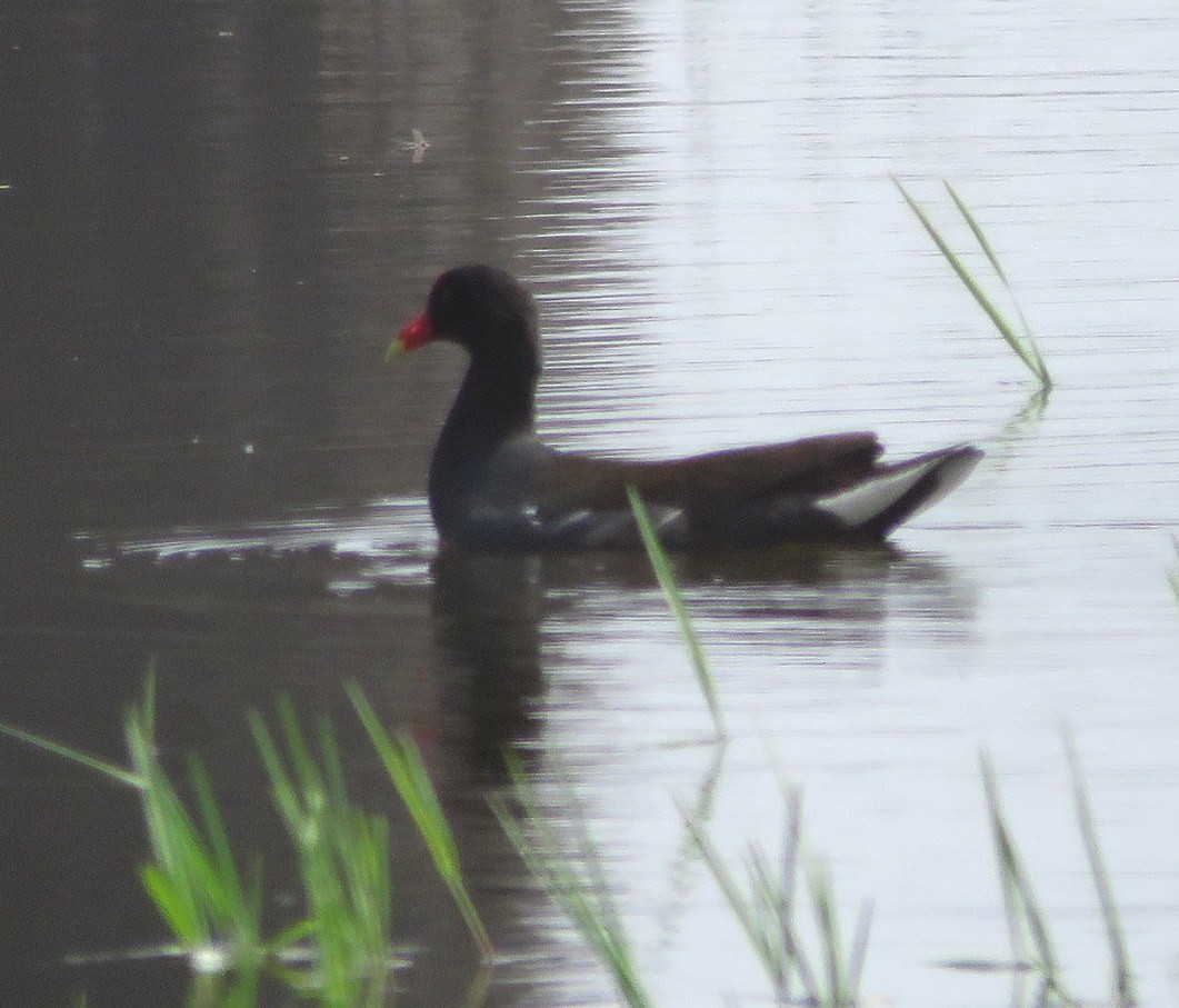 Common Gallinule - ML619679810