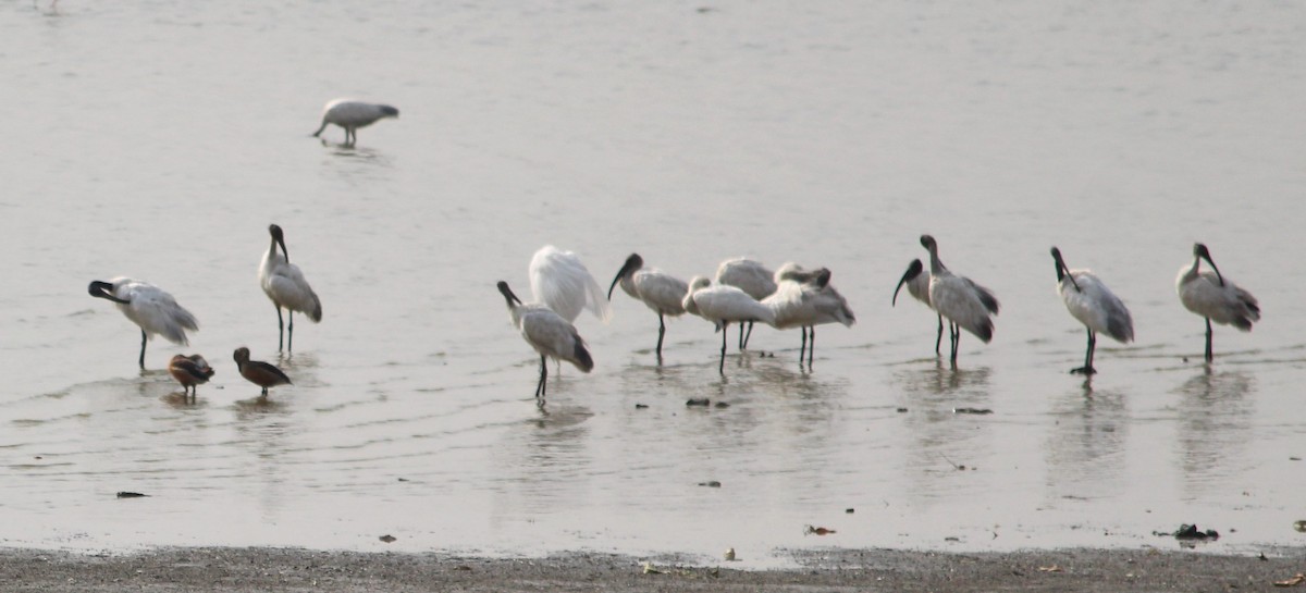 Black-headed Ibis - ML619679814