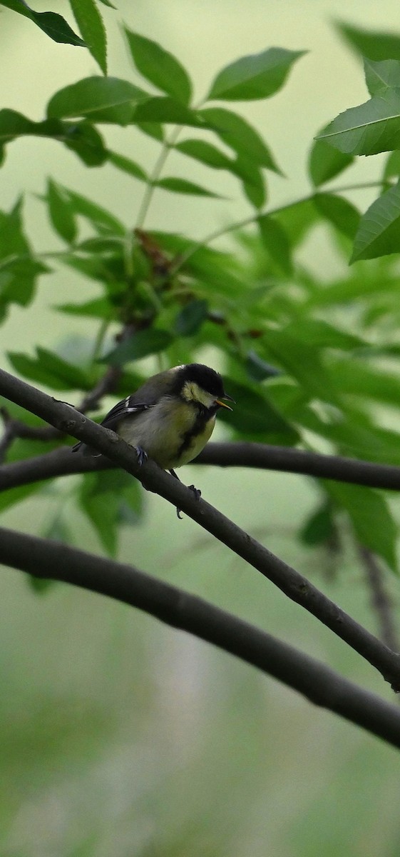 Great Tit - Oliver Lochner