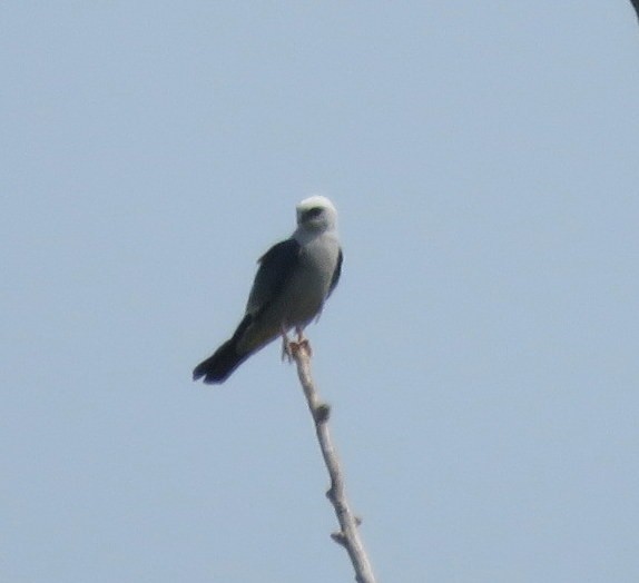 Mississippi Kite - ML619679822