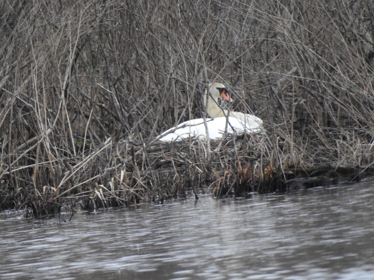 Mute Swan - ML619679839