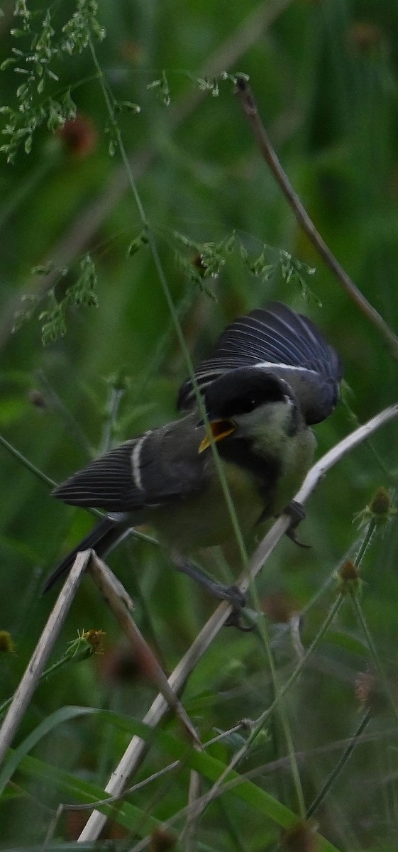 Great Tit - ML619679864