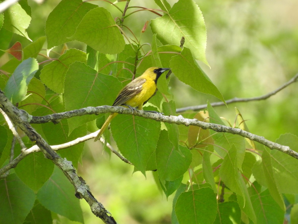 Orchard Oriole - ML619679877