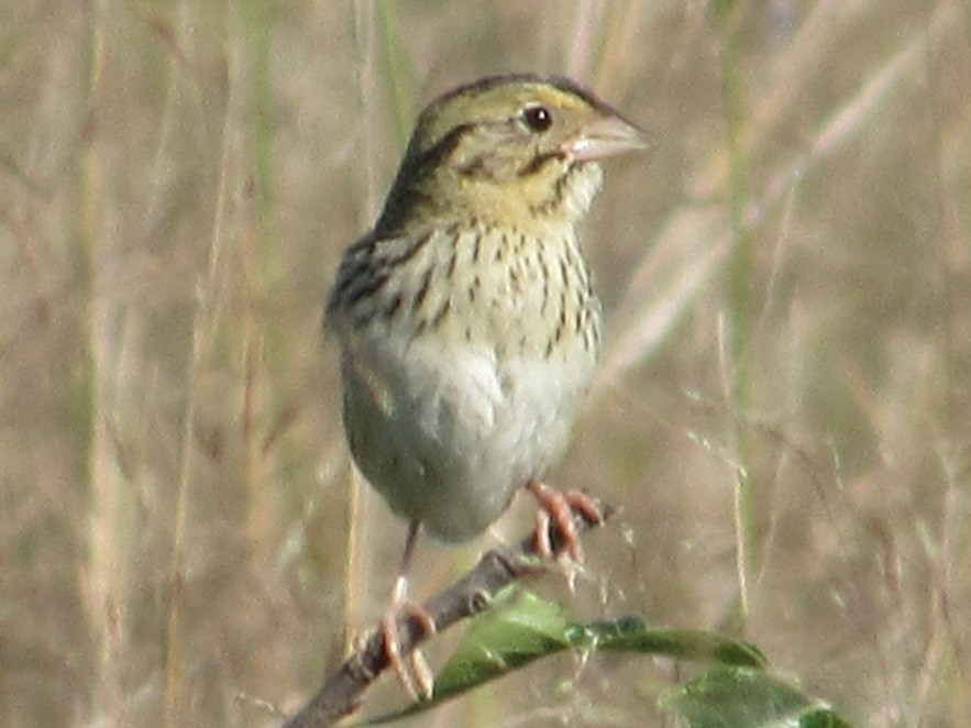 Henslow's Sparrow - Greg Leonard