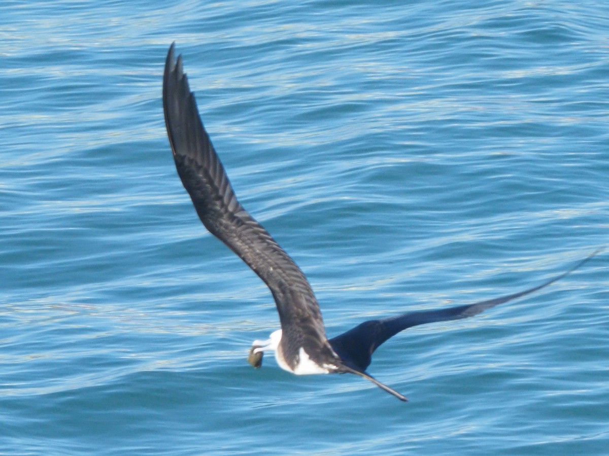 Magnificent Frigatebird - ML619679992