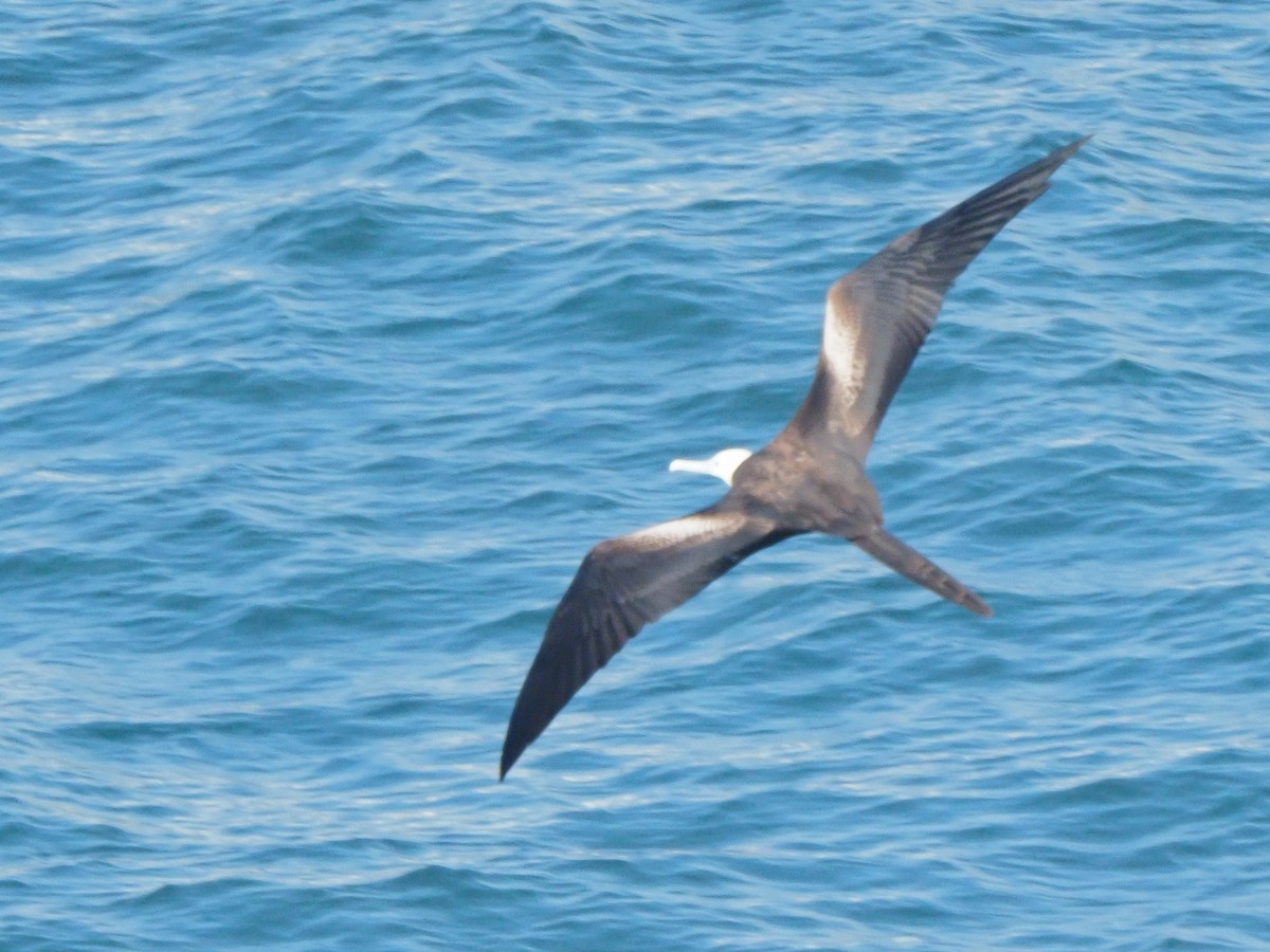 Magnificent Frigatebird - ML619679994