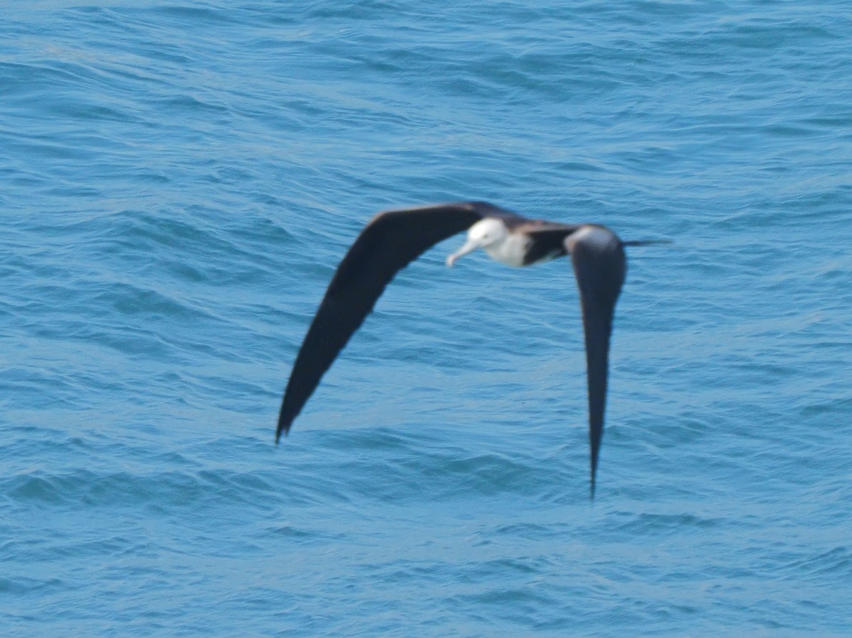 Magnificent Frigatebird - ML619679995