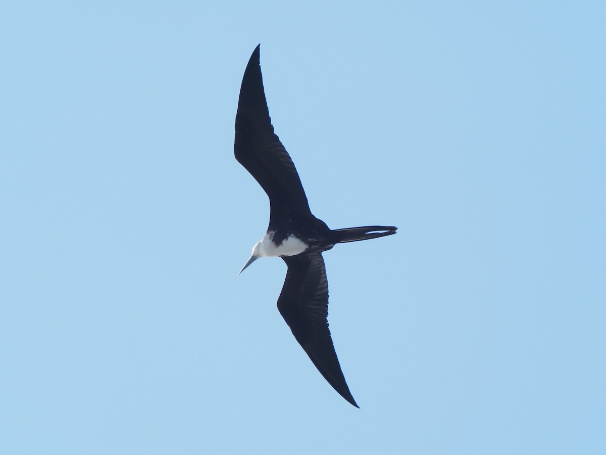 Magnificent Frigatebird - ML619680000