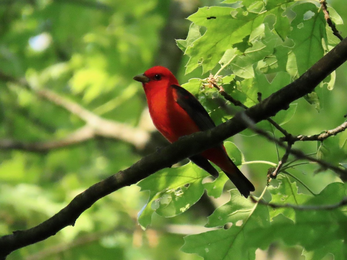 Scarlet Tanager - ML619680019