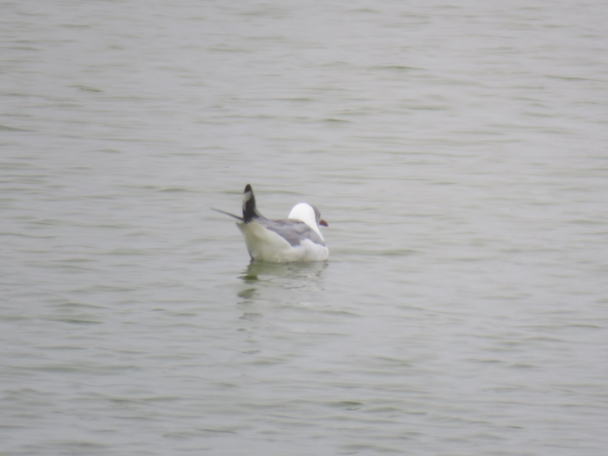 Mouette à tête grise - ML619680038