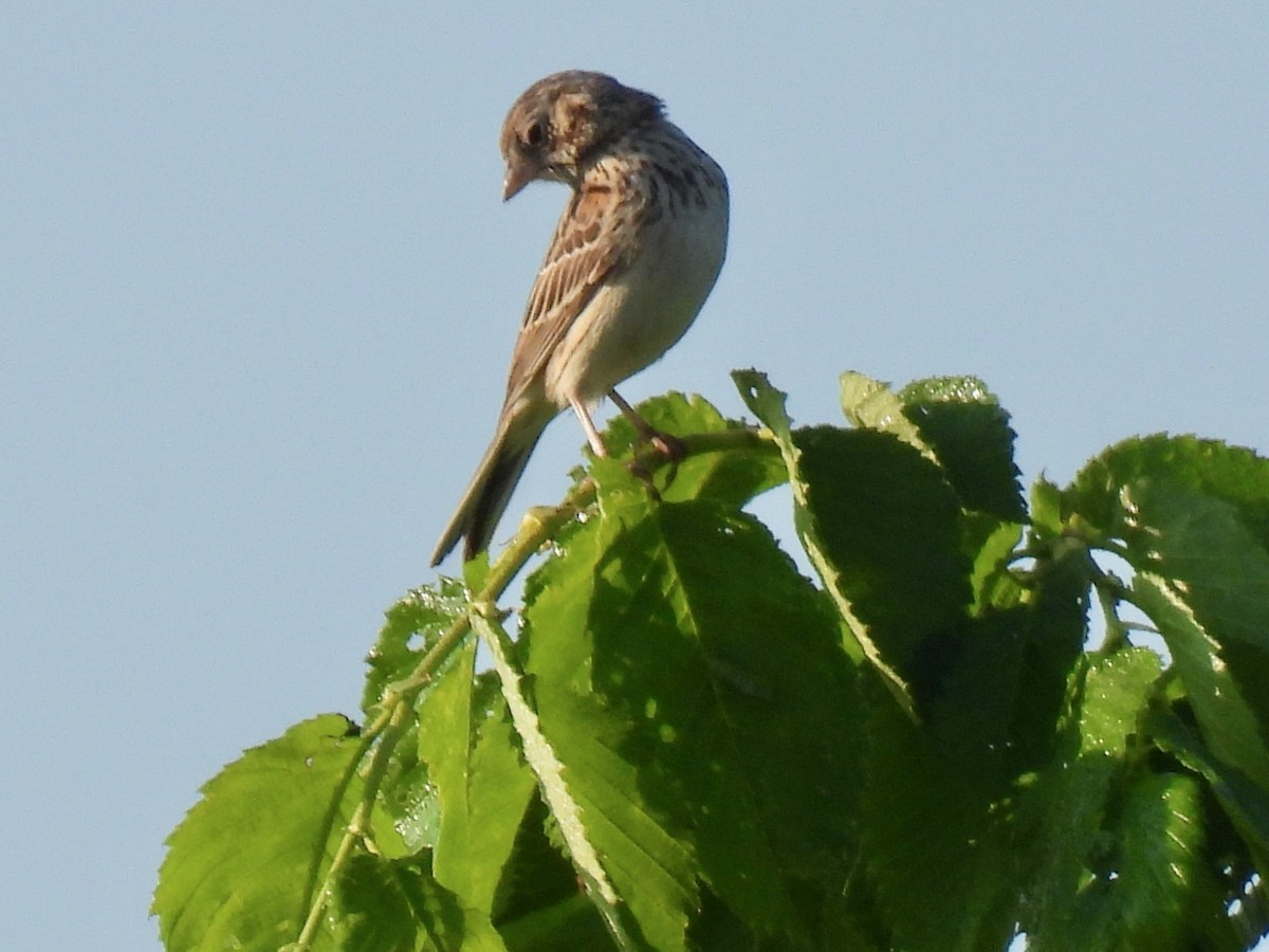 Vesper Sparrow - ML619680080