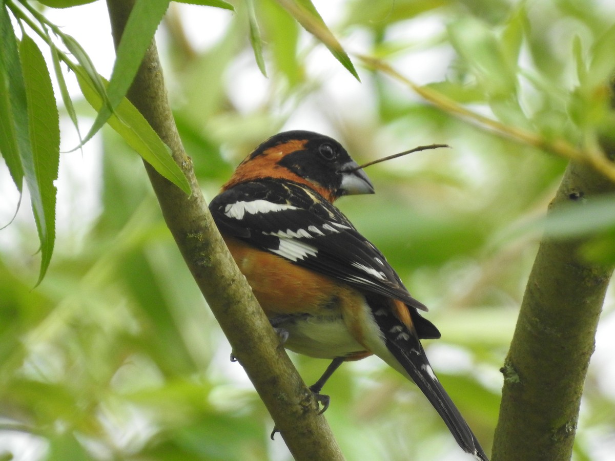 Black-headed Grosbeak - ML619680134