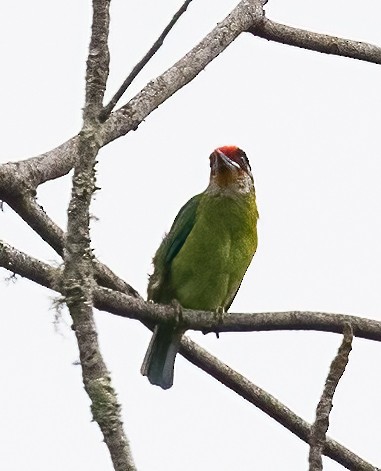 barbet žlutohrdlý - ML619680145