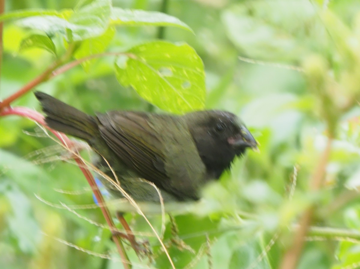 Blue-black Grassquit - ML619680188