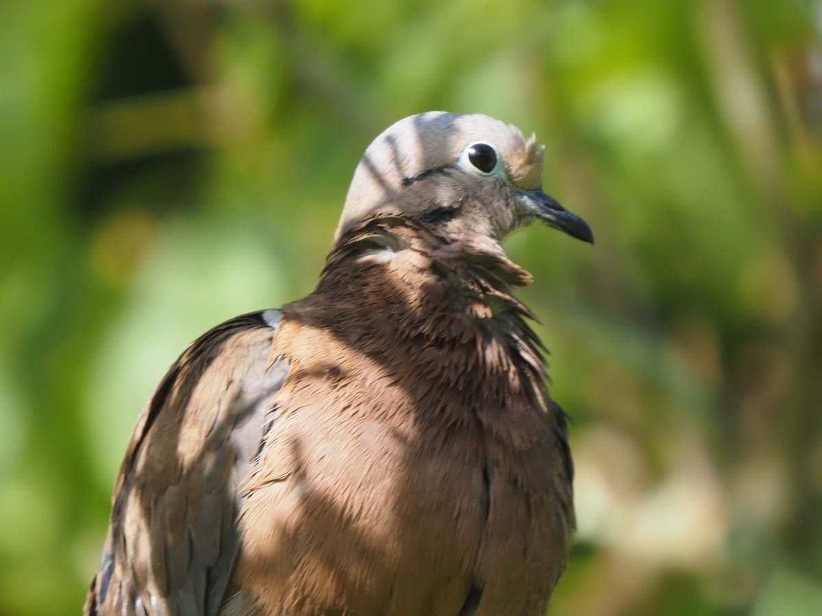 Eared Dove - ML619680207