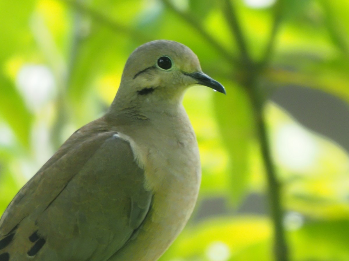 Eared Dove - ML619680249