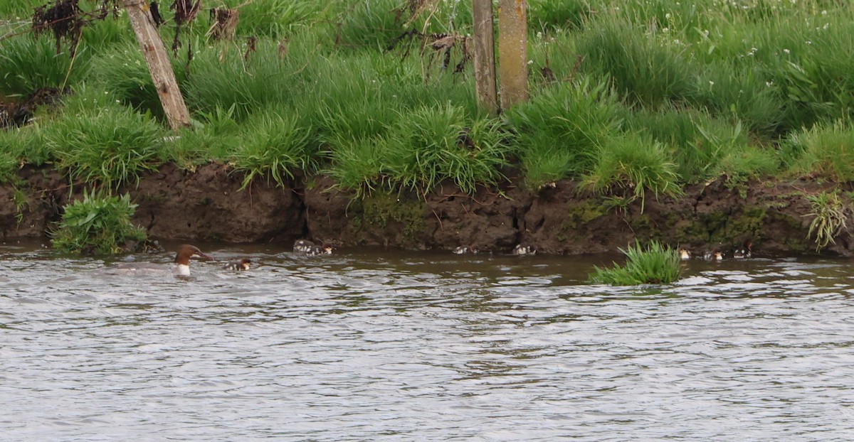 Common Merganser - ML619680267